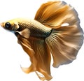 Siam betta fish, Watercolor painting of Siam betta fish. AI-Generated.