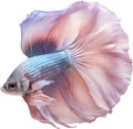 Siam betta fish, Watercolor painting of Siam betta fish. AI-Generated.