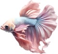 Siam betta fish, Watercolor painting of Siam betta fish. AI-Generated.