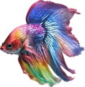 Siam betta fish, Watercolor painting of Siam betta fish. AI-Generated.