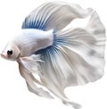 Siam betta fish, Watercolor painting of Siam betta fish. AI-Generated.