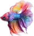 Siam betta fish, Watercolor painting of Siam betta fish. AI-Generated.