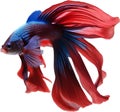 Siam betta fish, Watercolor painting of Siam betta fish. AI-Generated.