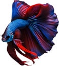 Siam betta fish, Watercolor painting of Siam betta fish. AI-Generated.