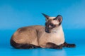 Siam cat on blue Royalty Free Stock Photo
