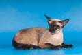 Siam cat on blue Royalty Free Stock Photo