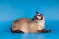 Siam cat on blue Royalty Free Stock Photo