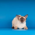 Siam cat on blue Royalty Free Stock Photo