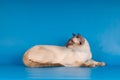 Siam cat on blue Royalty Free Stock Photo