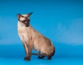 Siam cat on blue Royalty Free Stock Photo