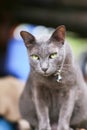 Siam cat brown color,yellow eye Royalty Free Stock Photo