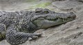 Siam crocodile on the sand 1 Royalty Free Stock Photo