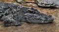 Siam crocodile on the sand 3 Royalty Free Stock Photo