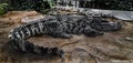 Siam crocodile on the sand near the pond 3 Royalty Free Stock Photo