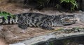 Siam crocodile on the sand near the pond 1 Royalty Free Stock Photo