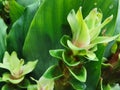 Siam flower or Pathumma or Tulip Thailand green, thick, multi-layered petals arranged in a long. Royalty Free Stock Photo