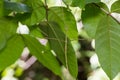 Siam giant stick insect Tirachoidea siamensis