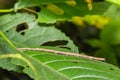 Siam giant stick insect Tirachoidea siamensis