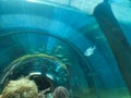 Siam Park, Costa Adeje, Tenerife, Spain - August 9, 2022 - Shark Fish Tunnel in Mai Thai River, in the largest water park in