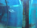 Siam Park, Costa Adeje, Tenerife, Spain - August 9, 2022 - Shark Fish Tunnel in Mai Thai River, in the largest water park in