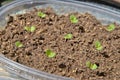 Siam Queen Basil sprouts in plastic pot Royalty Free Stock Photo