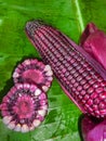 Siam Ruby Queen Corn