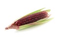 Siam Ruby Queen Corn isolated on white