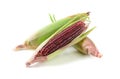 Siam Ruby Queen Corn isolated on white background