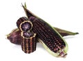 Siam Ruby Queen is super sweet corn with red color, can be eaten fresh, isolated on a white background with clipping path Royalty Free Stock Photo