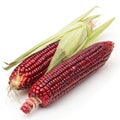 Siam ruby queen Thai red corn isolated on white background Royalty Free Stock Photo