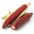 Siam Ruby Queen (Thai Red Corn) Isolated on White Background Royalty Free Stock Photo