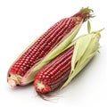 Siam ruby queen Thai red corn isolated on white background Royalty Free Stock Photo