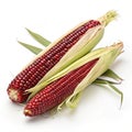 Siam Ruby Queen (Thai Red Corn) Isolated on White Background Royalty Free Stock Photo