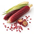 Siam Ruby Queen (Thai Red Corn) Isolated on White Background Royalty Free Stock Photo
