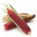 Siam ruby queen Thai red corn isolated on white background Royalty Free Stock Photo