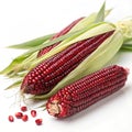 Siam Ruby Queen (Thai Red Corn) Isolated on White Background Royalty Free Stock Photo