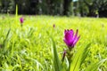 Siam Tulip or Curcuma sessilis in the meadow Royalty Free Stock Photo
