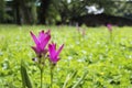 Siam Tulip or Curcuma sessilis in the meadow Royalty Free Stock Photo