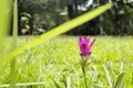 Siam Tulip or Curcuma sessilis in the meadow Royalty Free Stock Photo