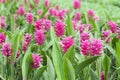 Siam tulip flower Royalty Free Stock Photo