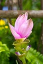 Siam Tulip Flower. Royalty Free Stock Photo