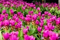 Siam tulip flower or Patumma in garden Royalty Free Stock Photo