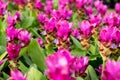 Siam tulip flower or Patumma in garden Royalty Free Stock Photo