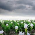 Siam tulip flower and rain cloud : Gardens in the moring Royalty Free Stock Photo