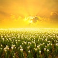 Siam tulip flower and Sunset: Gardens in the moring Royalty Free Stock Photo