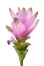 Siam tulip flower Royalty Free Stock Photo