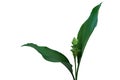 Siam Tulip green turmeric cut flower with leaves Curcuma sp. tropical ornamental plant isolated on white background, clipping