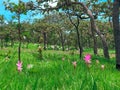 Siam Tulip or Krajeaw Flowers field,nature background.