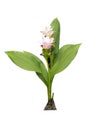 Siam Tulip or Patumma or Circuma flowers on a white background with clipping path. Royalty Free Stock Photo