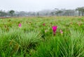 Siam Tulip pink flower blooming in forest mountain at Sai Thong National Park Royalty Free Stock Photo